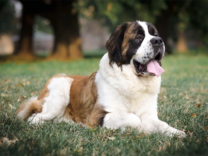 Saint Bernard Köpek Irk Rehberi gallery 2