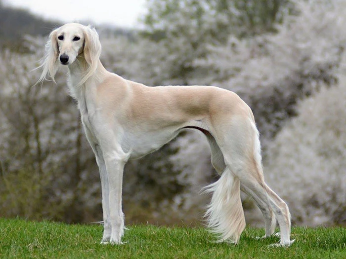 Saluki Köpek Irk Rehberi gallery 3