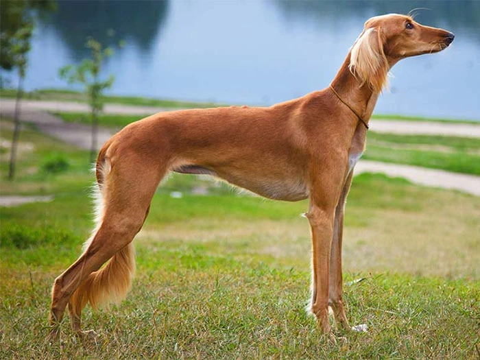 Saluki Köpek Irk Rehberi gallery 2