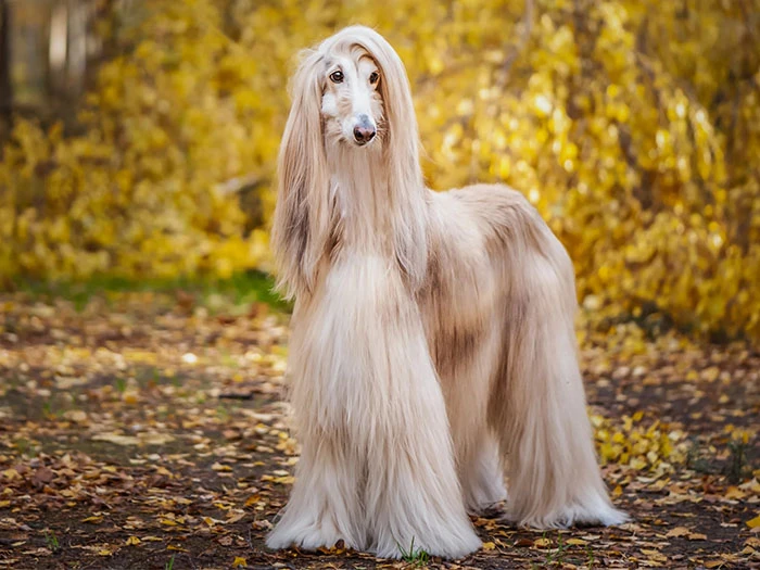 Saluki Köpek Irk Rehberi gallery 4