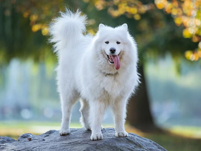 Samoyed Köpek Irk Rehberi gallery 3