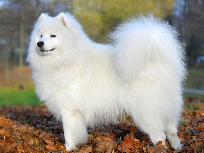 Samoyed Köpek Irk Rehberi gallery 1