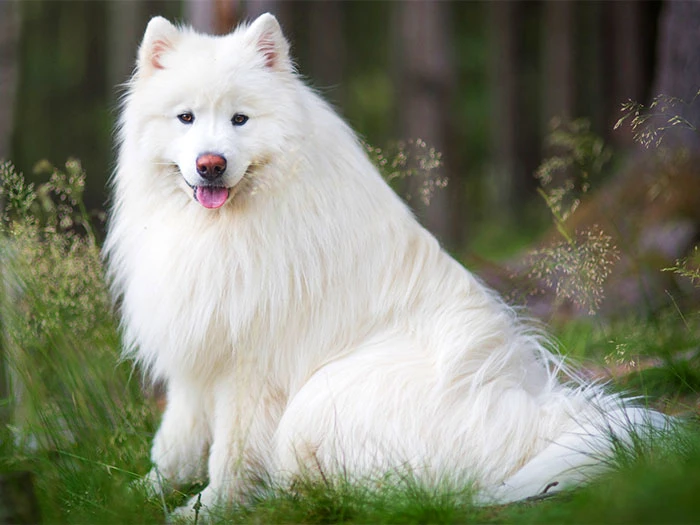 Samoyed Köpek Irk Rehberi gallery 2