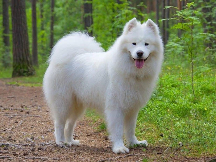 Samoyed Köpek Irk Rehberi gallery 4