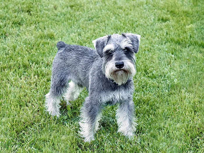 Schnauzer Irk Rehberi