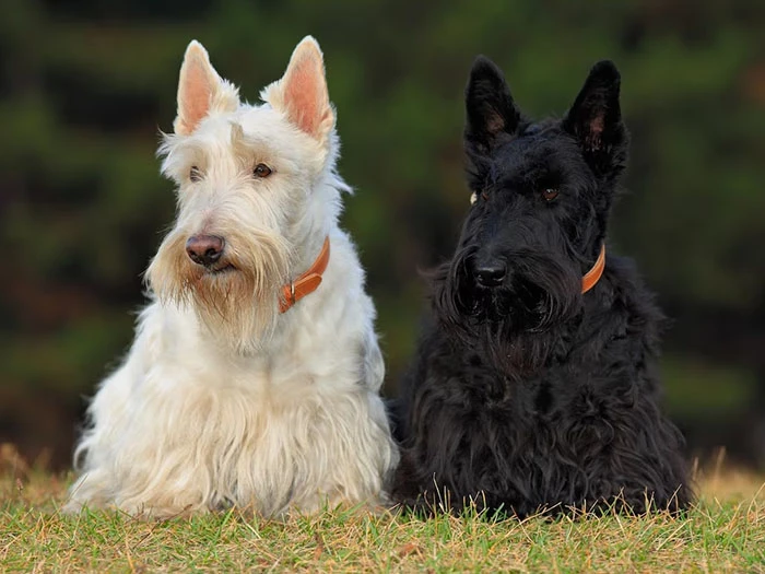 Scottish Terrier Köpek Irk Rehberi gallery 2