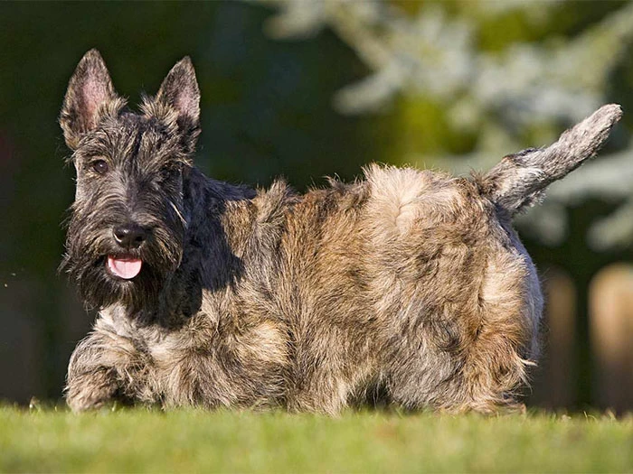 Scottish Terrier Köpek Irk Rehberi gallery 4