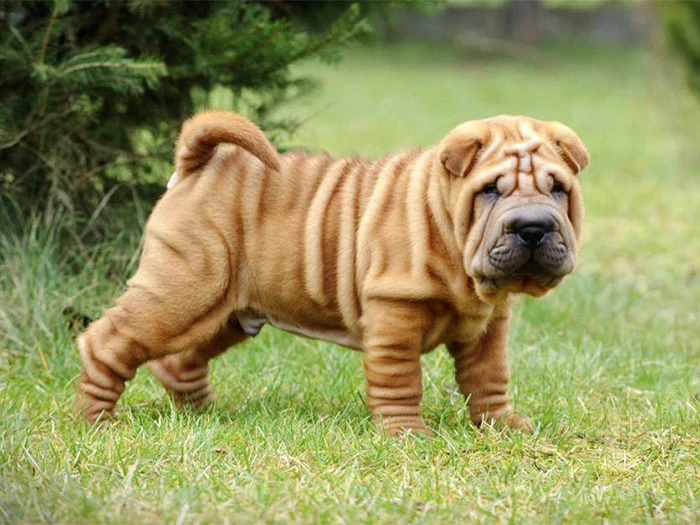 Shar Pei Köpek Irk Rehberi gallery 3