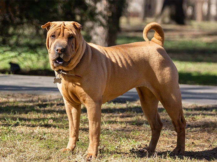 Shar Pei Köpek Irk Rehberi gallery 2