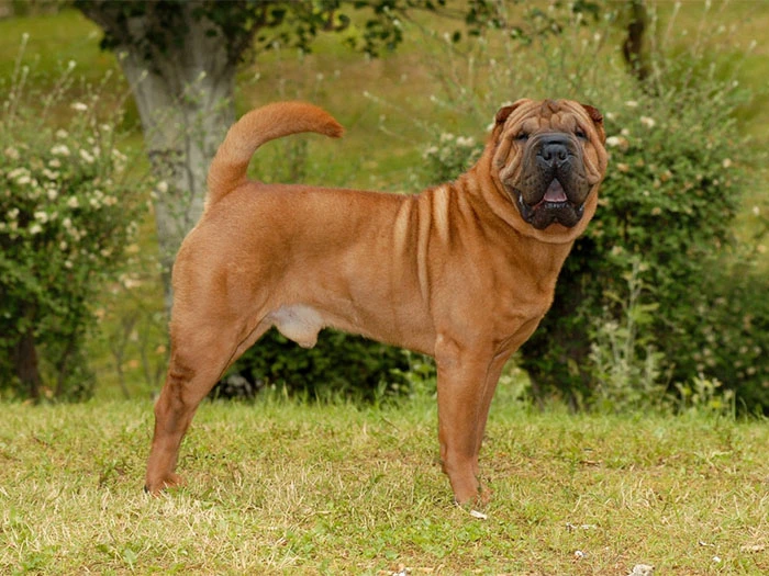 Shar Pei Köpek Irk Rehberi gallery 1