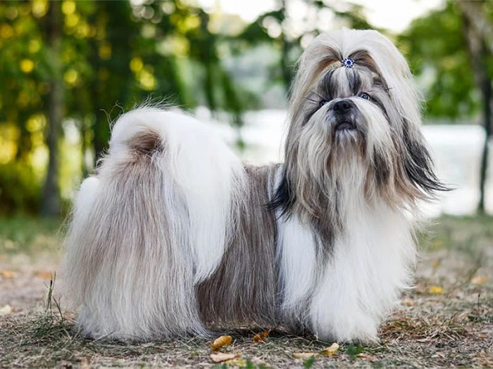 Shih Tzu Köpek Irk Rehberi gallery 1