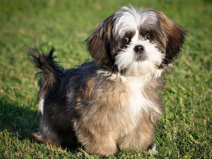 Shih Tzu Köpek Irk Rehberi gallery 2