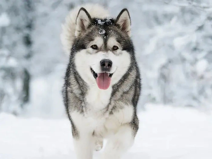 Siberian Husky Köpek Irk Rehberi gallery 3