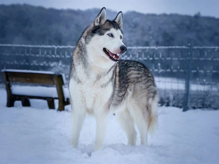 Siberian Husky Köpek Irk Rehberi gallery 4