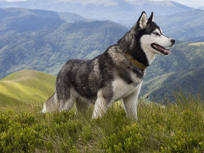 Siberian Husky Köpek Irk Rehberi gallery 2