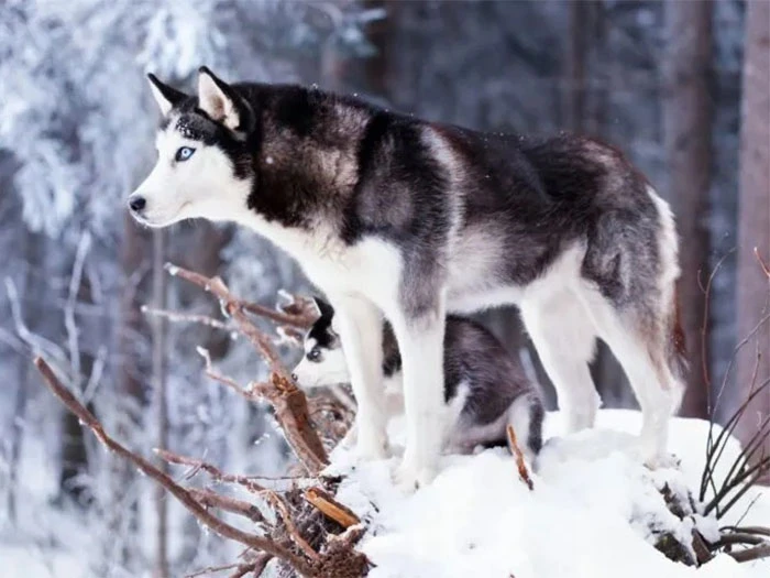 Siberian Husky Köpek Irk Rehberi gallery 1