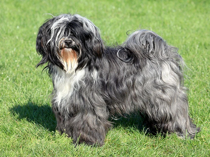 Tibetan Terrier Köpek Irk Rehberi gallery 1