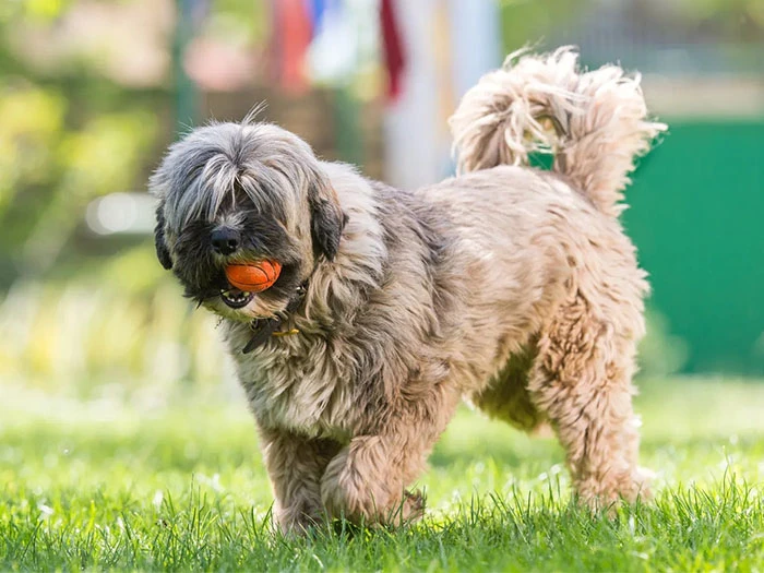 Tibetan Terrier Köpek Irk Rehberi gallery 4