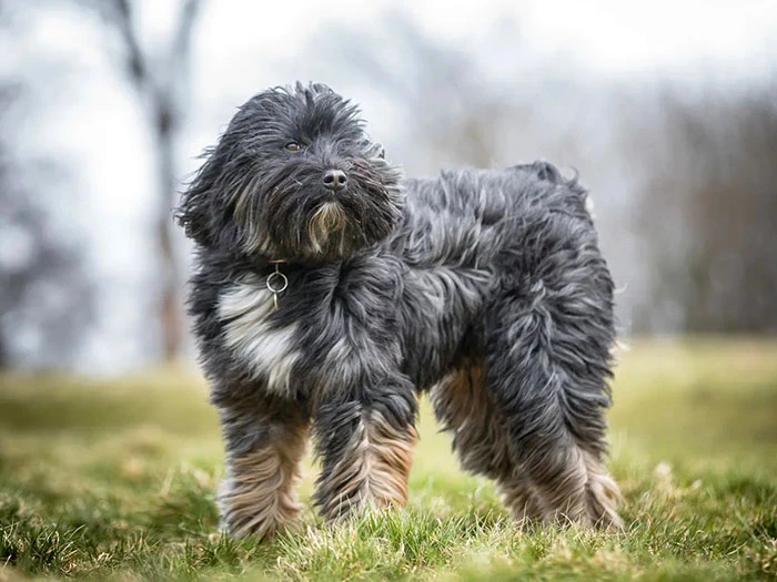 Tibetan Terrier Köpek Irk Rehberi gallery 3