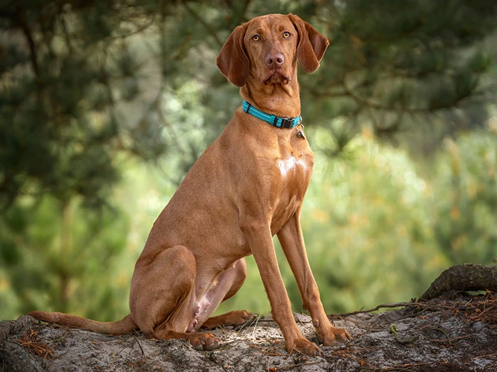 Vizsla Köpek Irk Rehberi gallery 4