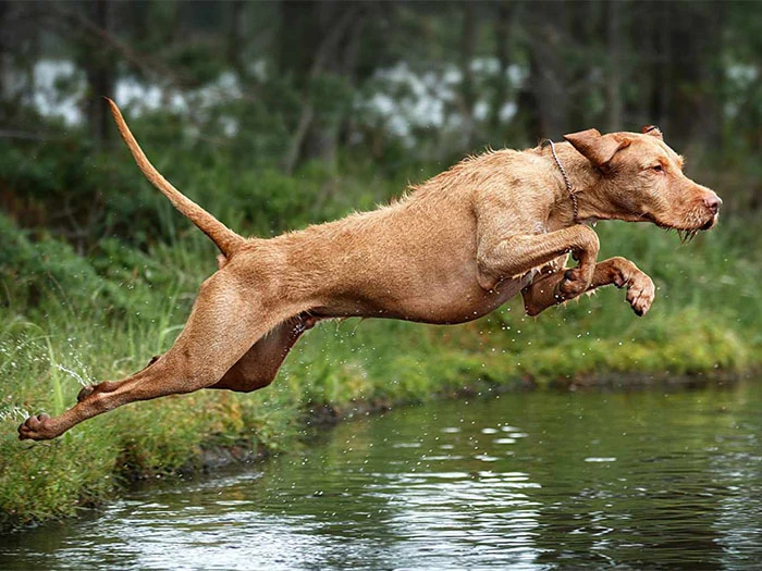 Vizsla Köpek Irk Rehberi gallery 3