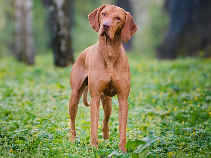Vizsla Köpek Irk Rehberi gallery 1