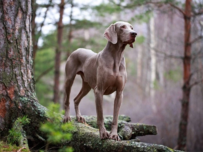 Weimaraner Köpek Irk Rehberi gallery 2