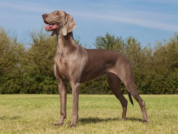 Weimaraner Köpek Irk Rehberi gallery 1