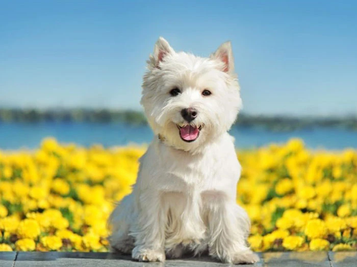 West Highland White Terrier Köpek Irk Rehberi gallery 2