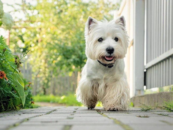 West Highland White Terrier Köpek Irk Rehberi gallery 4