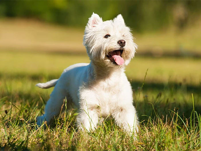 West Highland White Terrier Köpek Irk Rehberi gallery 1