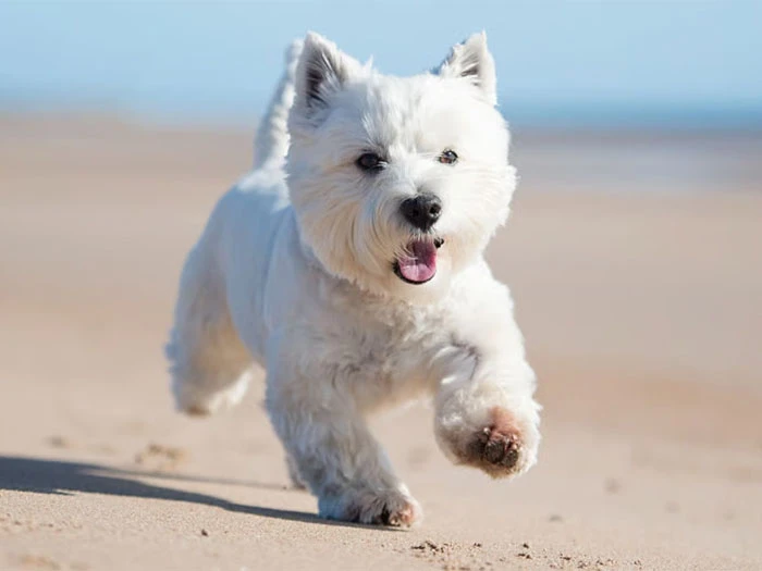West Highland White Terrier Köpek Irk Rehberi gallery 3