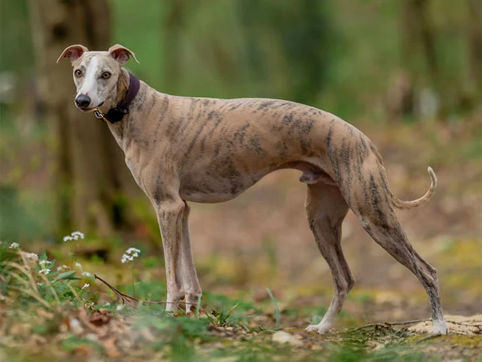 Whippet Köpek Irk Rehberi gallery 2