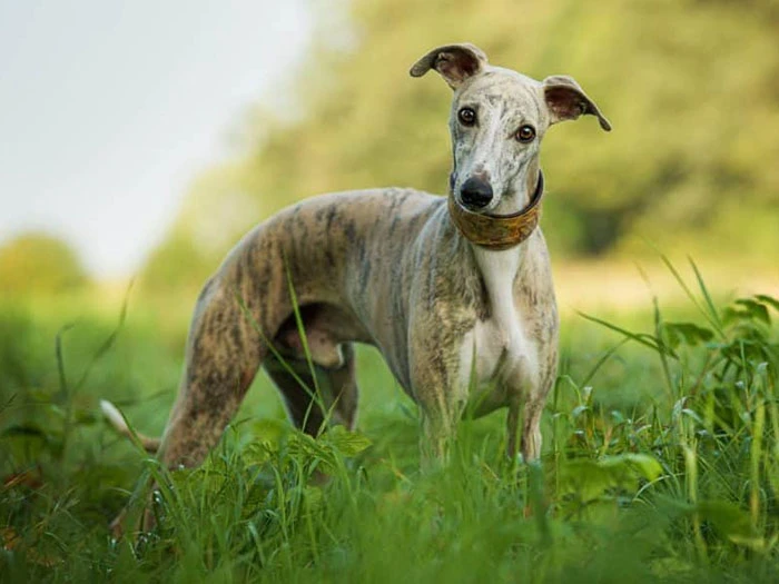 Whippet Köpek Irk Rehberi gallery 3