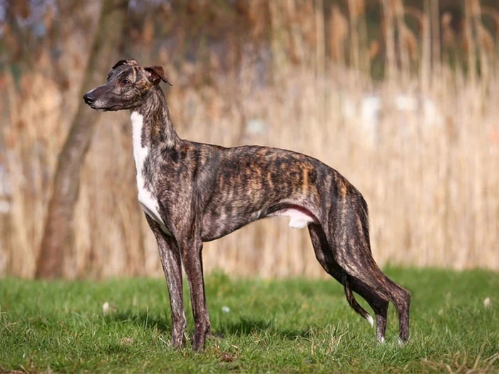 Whippet Köpek Irk Rehberi gallery 4