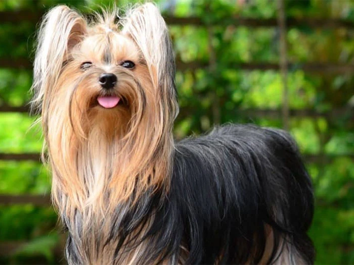 Yorkshire Terrier Köpek Irk Rehberi gallery 2