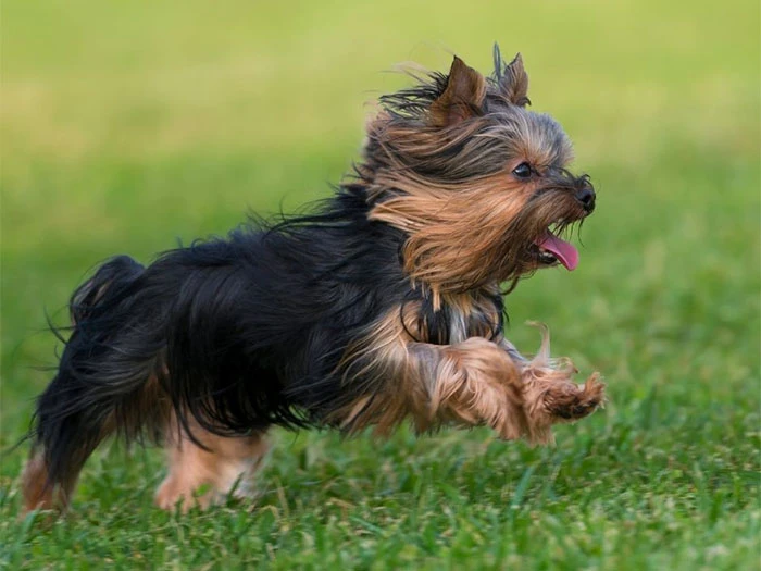 Yorkshire Terrier Köpek Irk Rehberi gallery 4