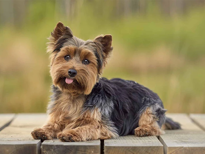 Yorkshire Terrier Köpek Irk Rehberi gallery 1