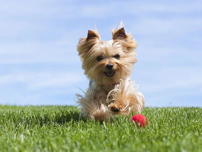 Yorkshire Terrier Köpek Irk Rehberi gallery 3