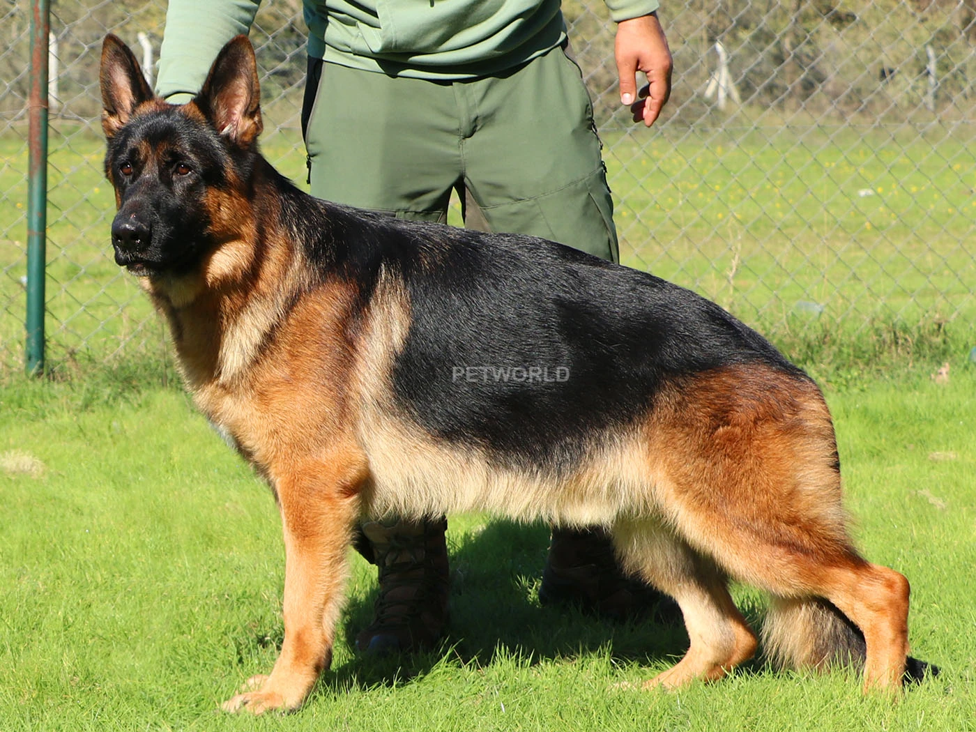 Lari Dei Lupi D'irpina