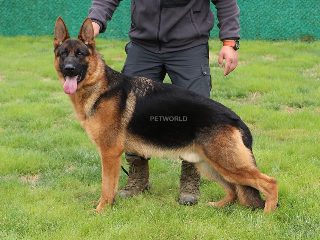 Elit Yavru Patrik gallery 1