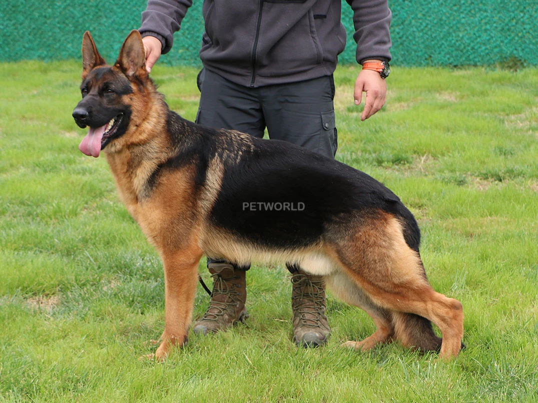 Elit Yavru Patrik gallery 2