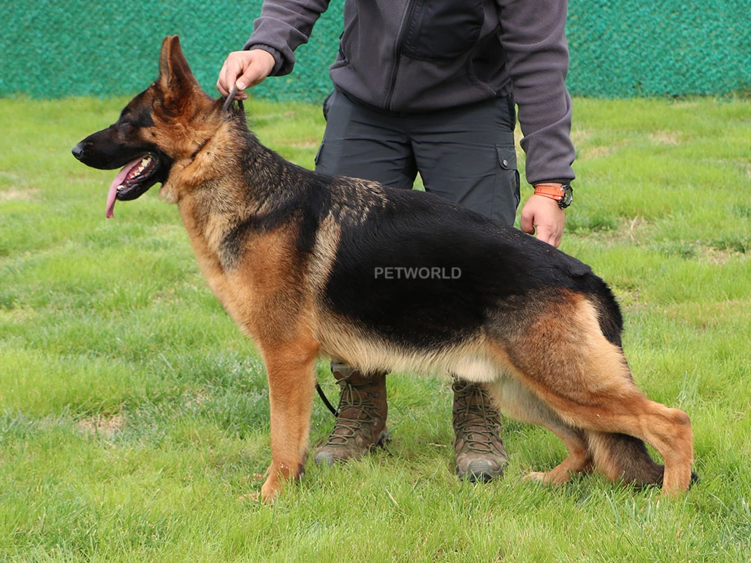 Elit Yavru Patrik gallery 3