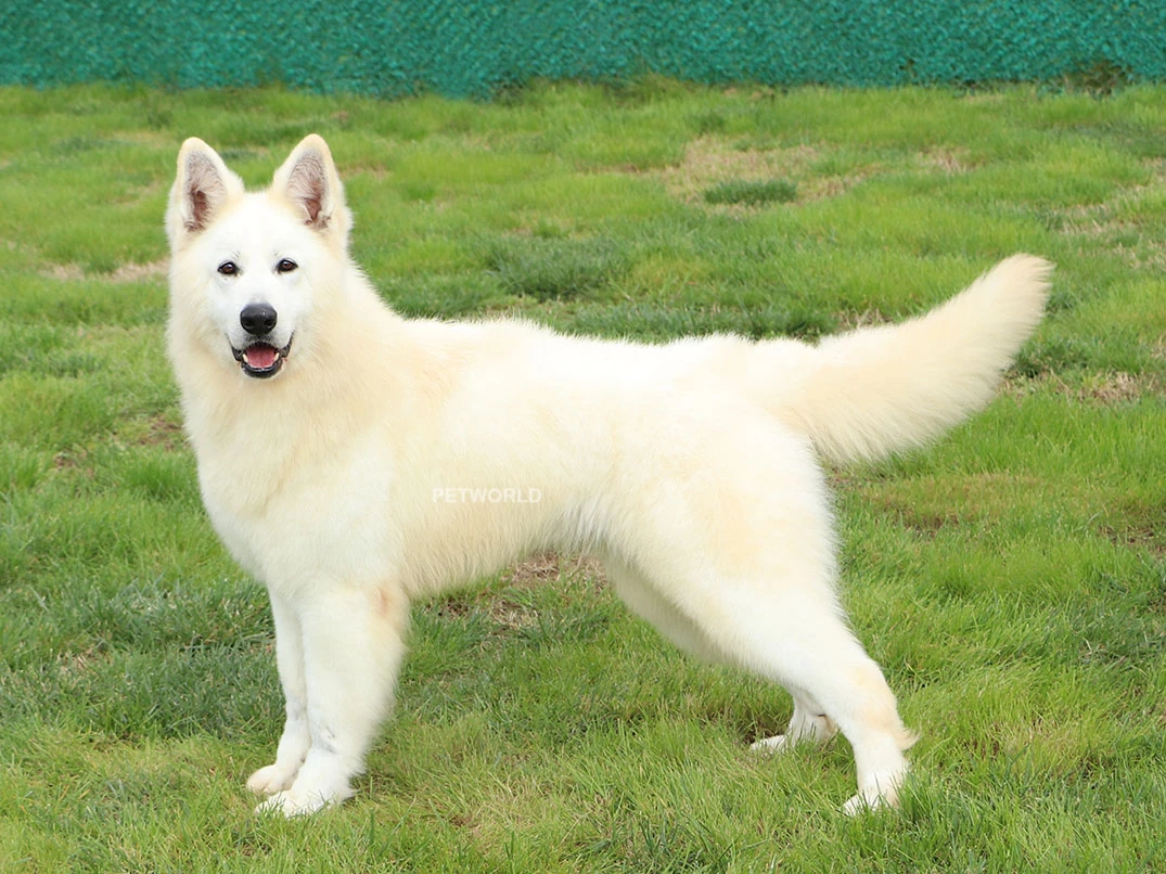 LORD IZ BELOY BRIGADY