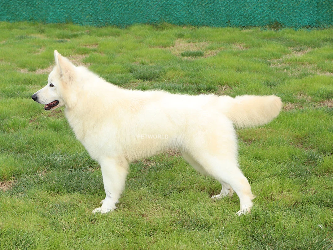 LORD IZ BELOY BRIGADY gallery 2