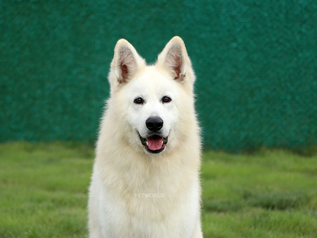 LORD IZ BELOY BRIGADY gallery 3