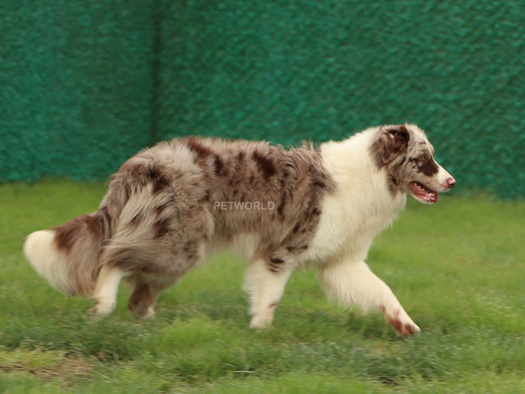 Elit Yavru Feels gallery 3