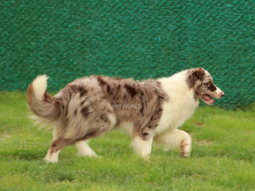 Elit Yavru Feels gallery 2