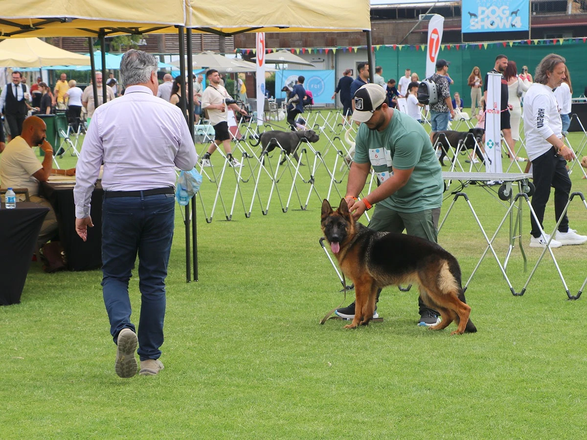 Elit Yavru Dora gallery 2