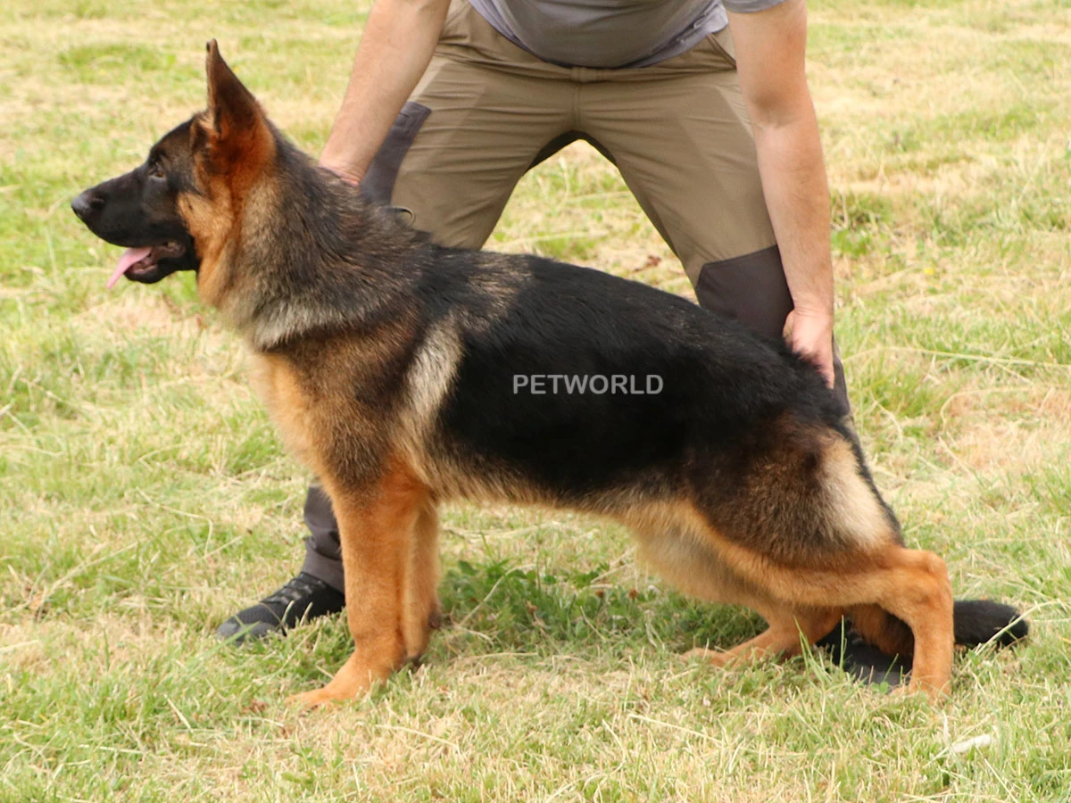 Elit Yavru Peter gallery 2